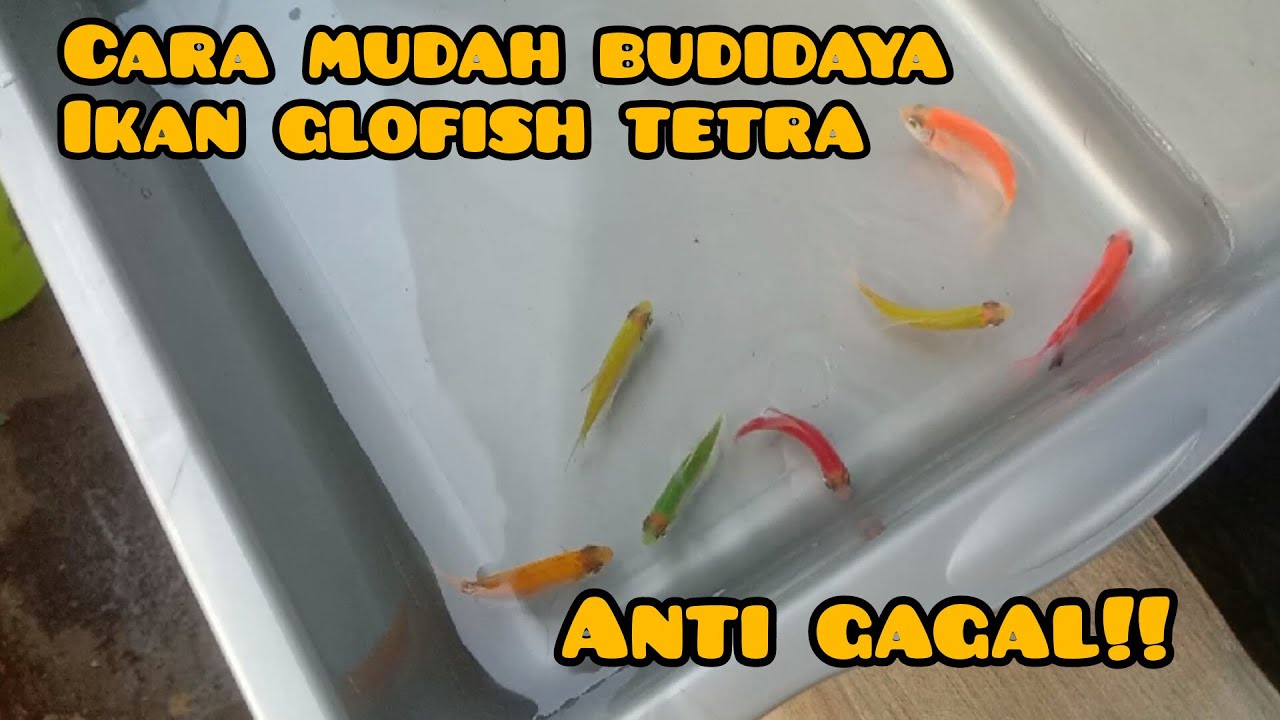 Budidaya Ikan Glofish Tetra Yang Mudah Anti Gagal!! Hanya Pakai Bak