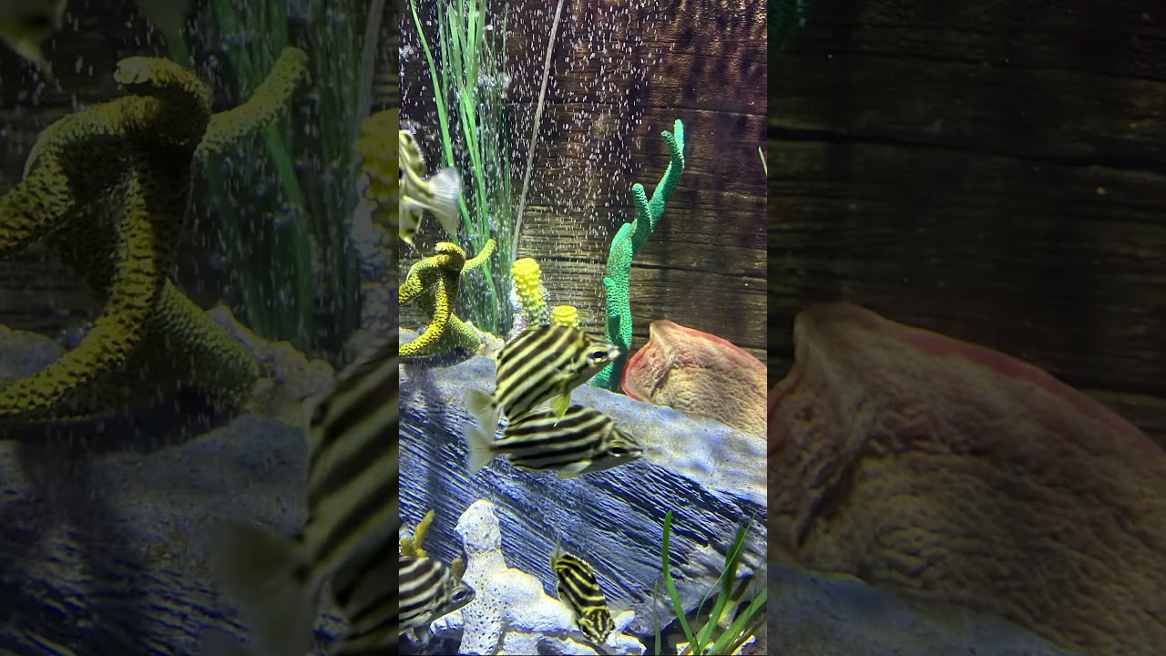 #acquarium