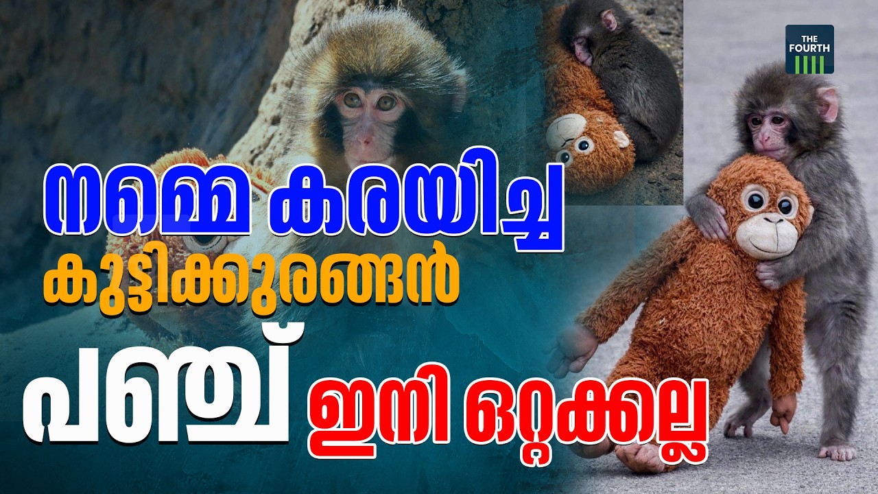അനാഥത്വവും ഒറ്റപ്പെടലും മനുഷ്യർക്ക് മാത്രമല്ല | tragedy of Punch the monkey | Viral Video | Japan