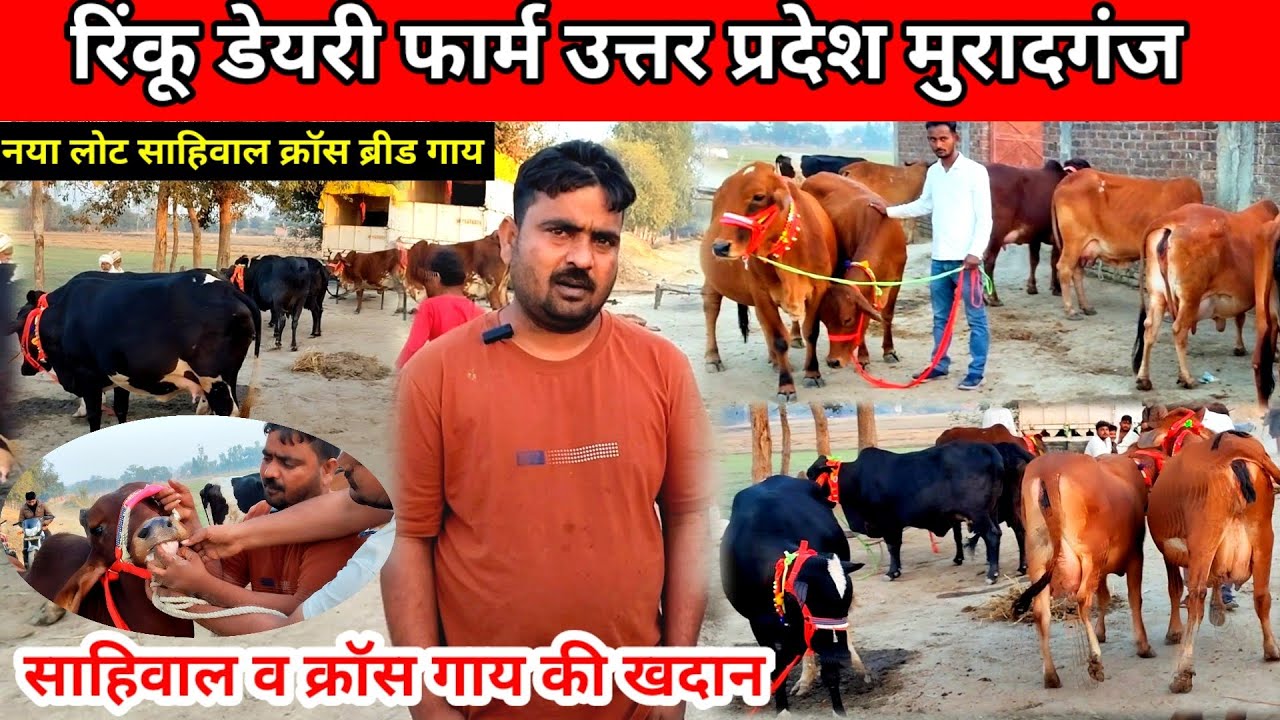 Rinku dairy farm muradganj | उत्तर प्रदेश मुरादगंज रिंकू पशु डेयरी फार्म | नया लोट | cow dairy farm 