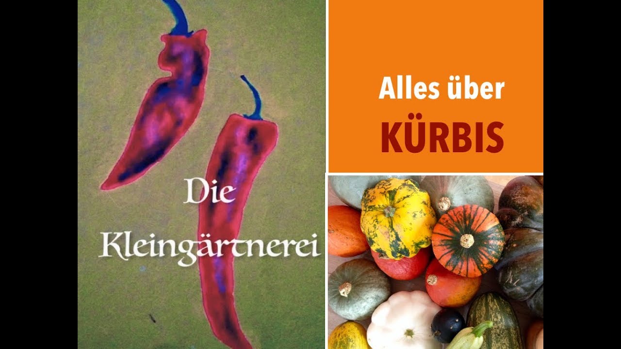 Kürbis 1x1  |  Was du über Kürbisse wissen solltest! Sorten | Verwendung | Bitterstoffe | Lagerung