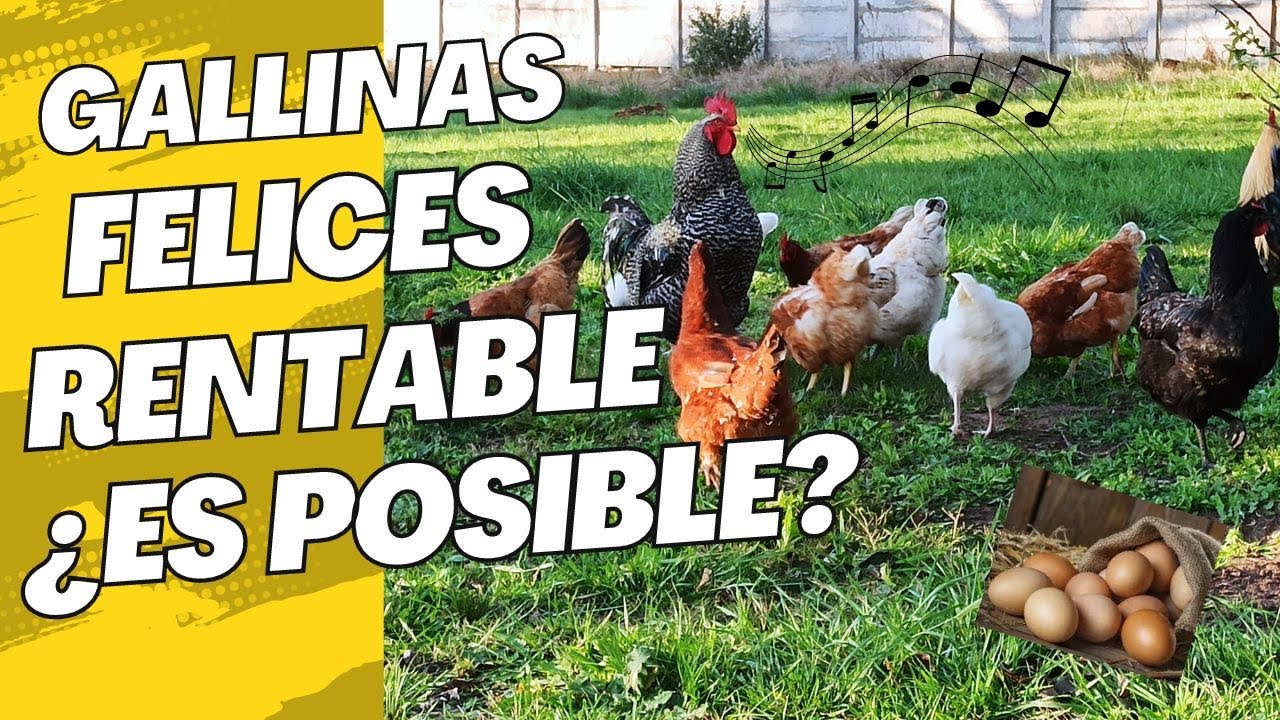 ¿Es rentable criar gallinas para huevos? Análisis detallado 