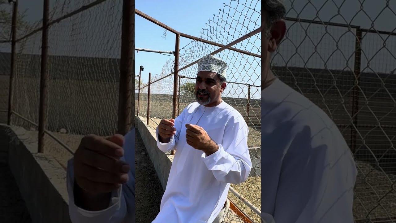 معلومات في تربية الماشية مع المهندس عبدالله السعدي #سلطنة_عمان 