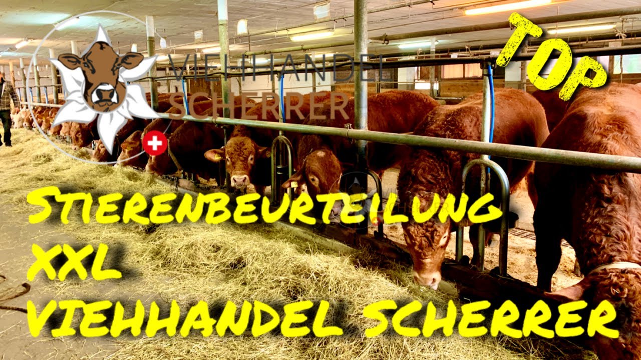 Fleischrinder Stier ? Muni oder Bulle ?  Mietstier und StierLeasing - Stier Kauf ? Sie sind richtig!