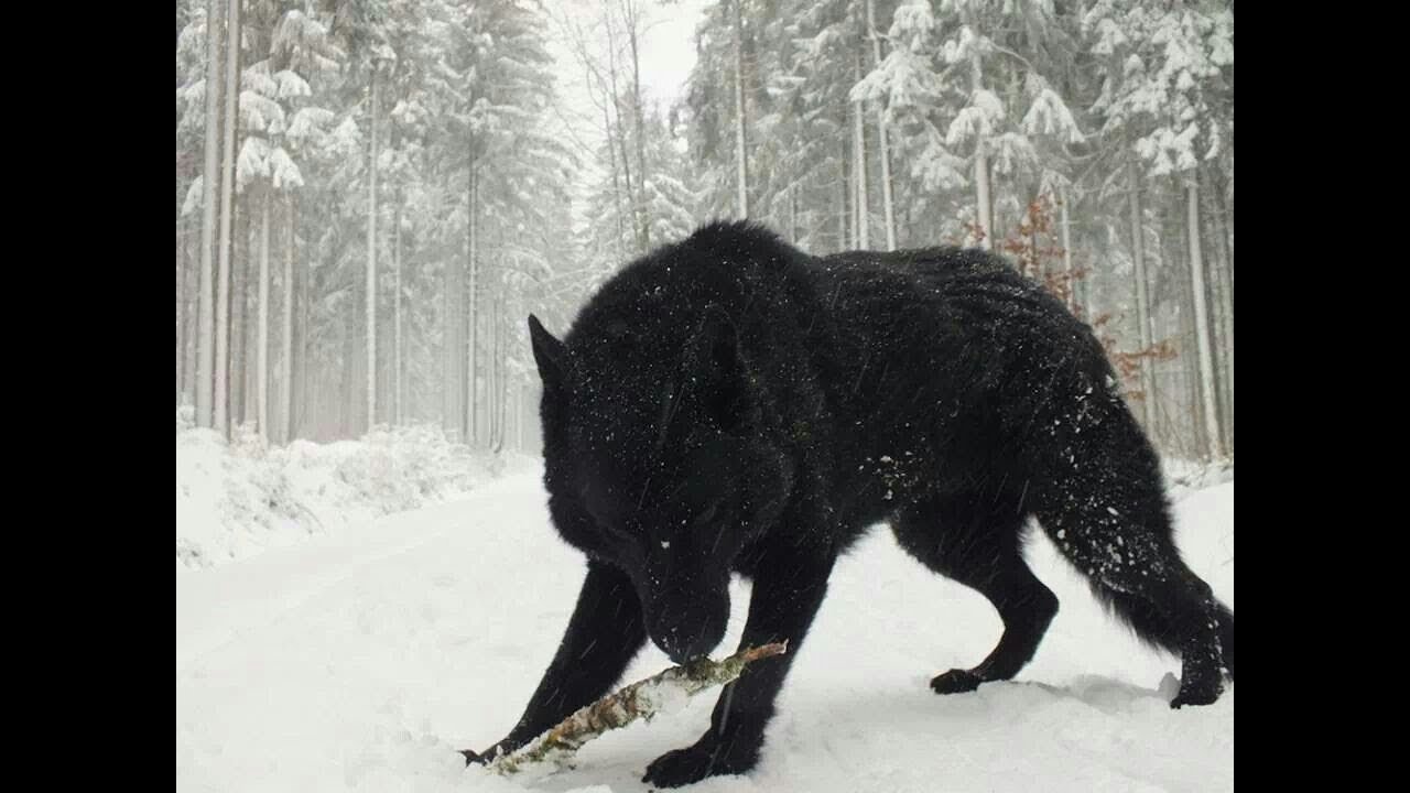 Two Largest Wolves ever caught on tape - Reaction - Dire Wolf? Real or not?
