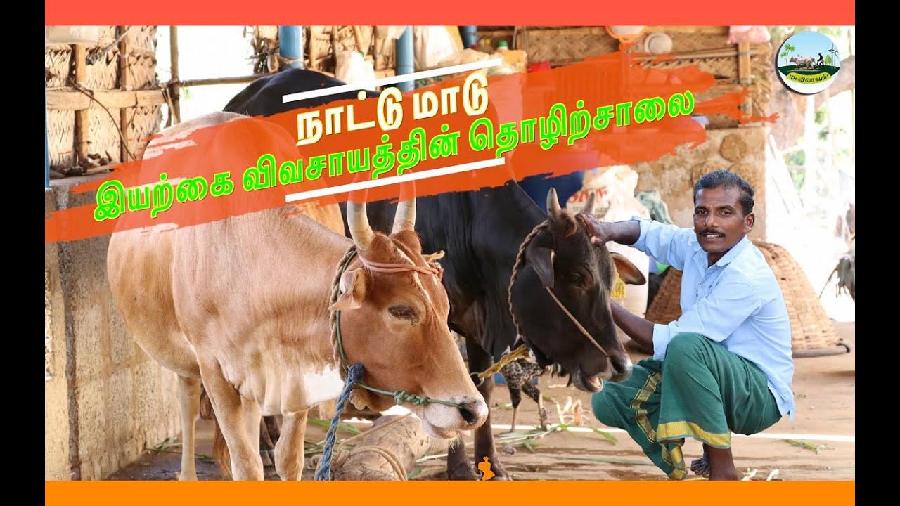 🟢நாட்டு மாடு வளர்ப்பு மற்றும் பராமரிப்பு🟢நாட்டு மாடு இயற்கை விவசாயதின் தொழிற்சாலை | Dr.விவசாயம்