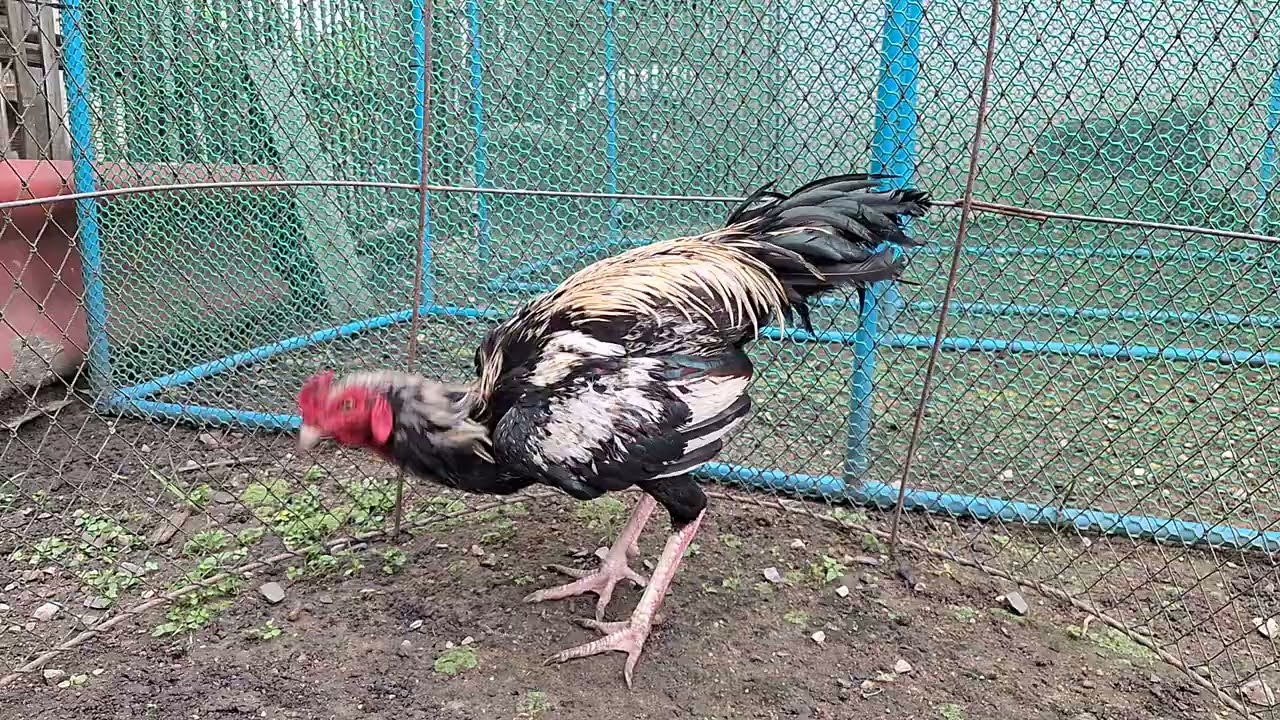 ไก่หนุ่ม พม่าแข้งหน้า #ไก่ชนพม่า #rooster #ayam 