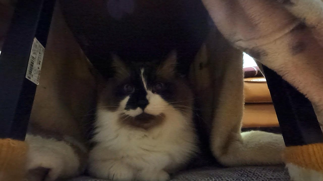 オヤツタイムにふざけたら損をしたらん丸です。　#グリンとグランの陽だまり日記　#猫