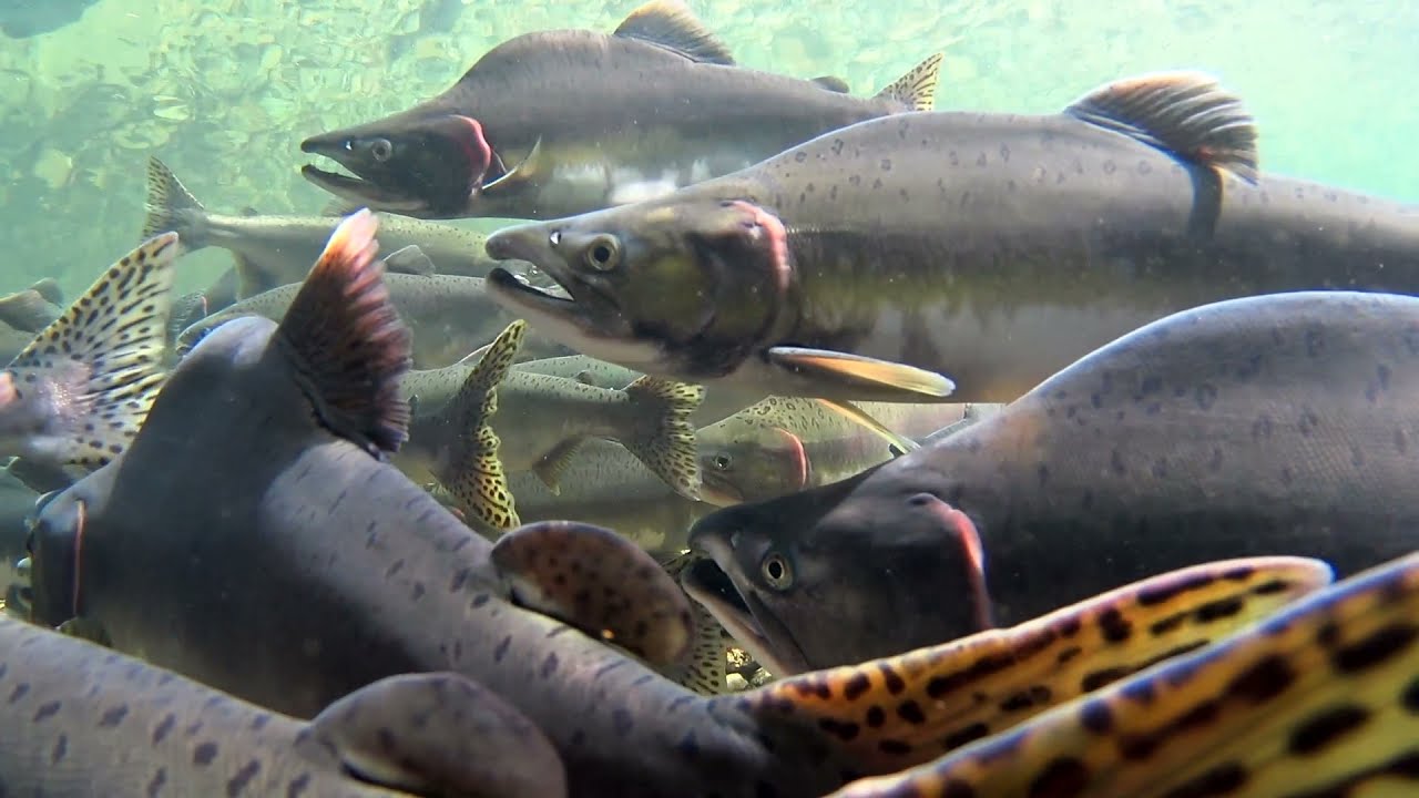 Why is the Salish Sea  so rich with life?