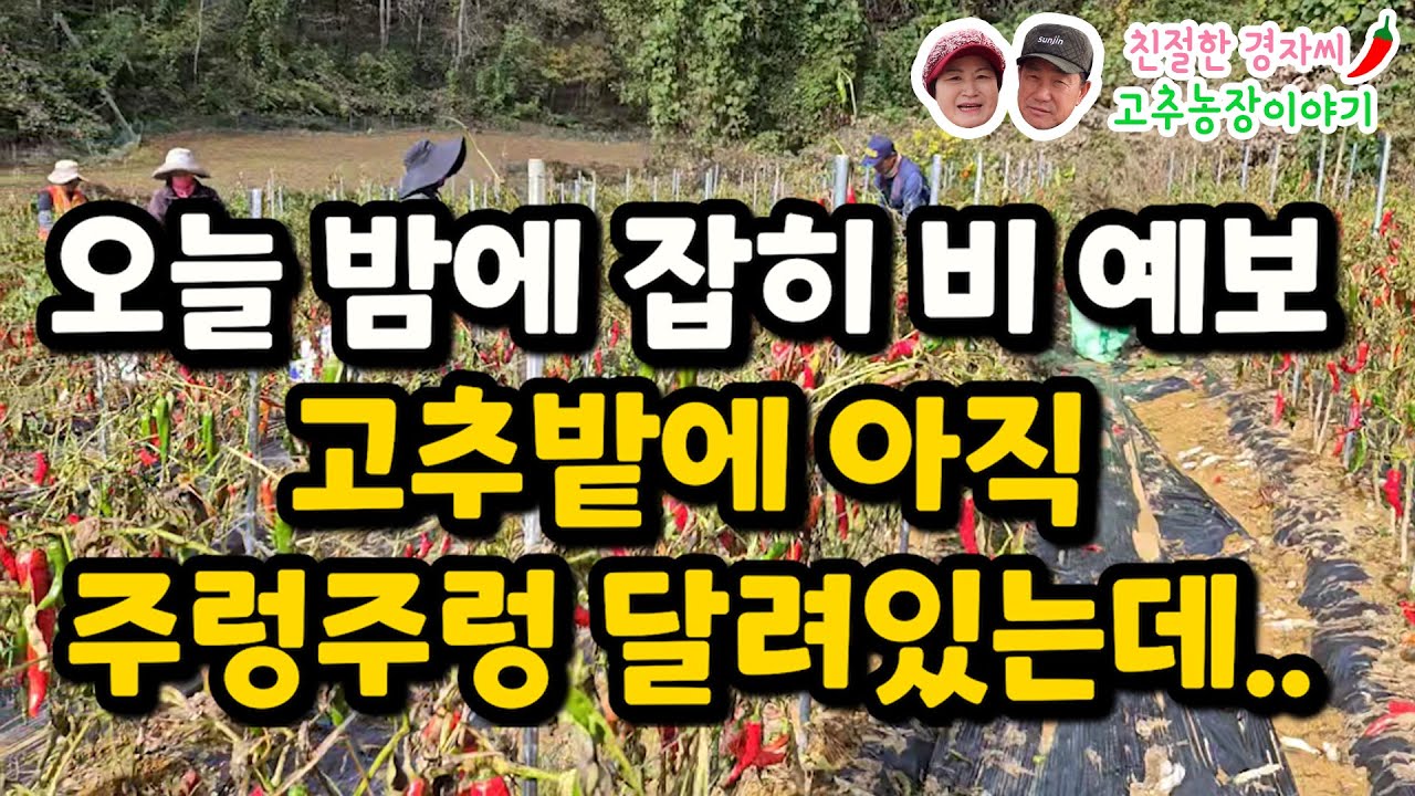 다시 잡힌 비 예보.. 고추밭에 아직 고추가 주렁주렁 달려있는데 작업속도가 안나네요. (강원도 영월이래요)