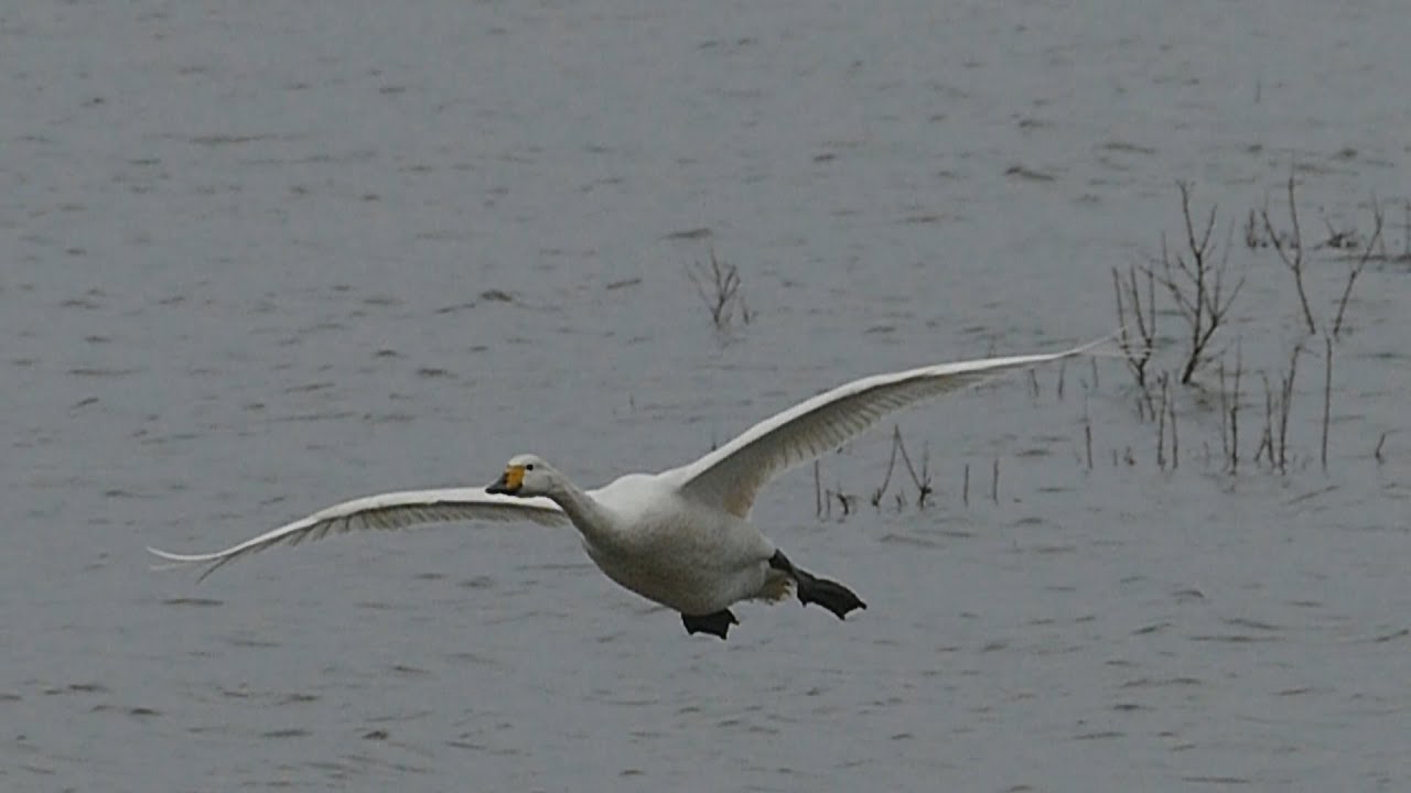 Welney Wetland Centre: 24th January 2016