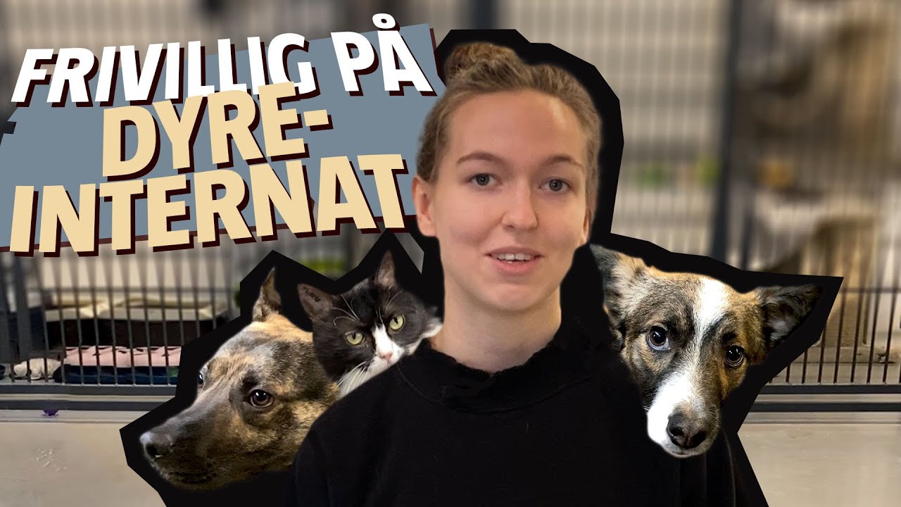 Frivillig på dyreinternat: – Det kan være hårdt, hvis dyrene ikke har haft det godt