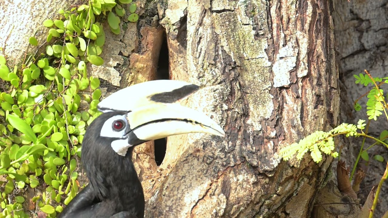 Hornbill Feeding 3 (23 Jan)