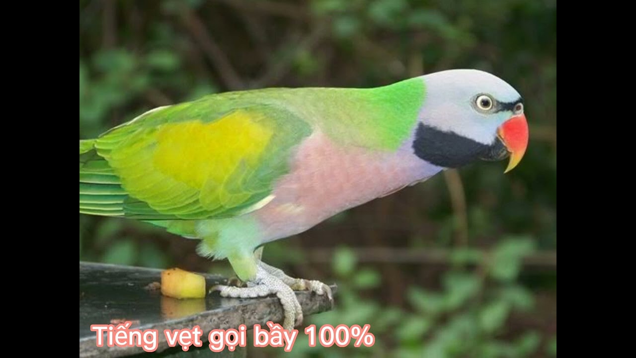 Tiếng vẹt gọi bầy 💯 /khoi ksor/