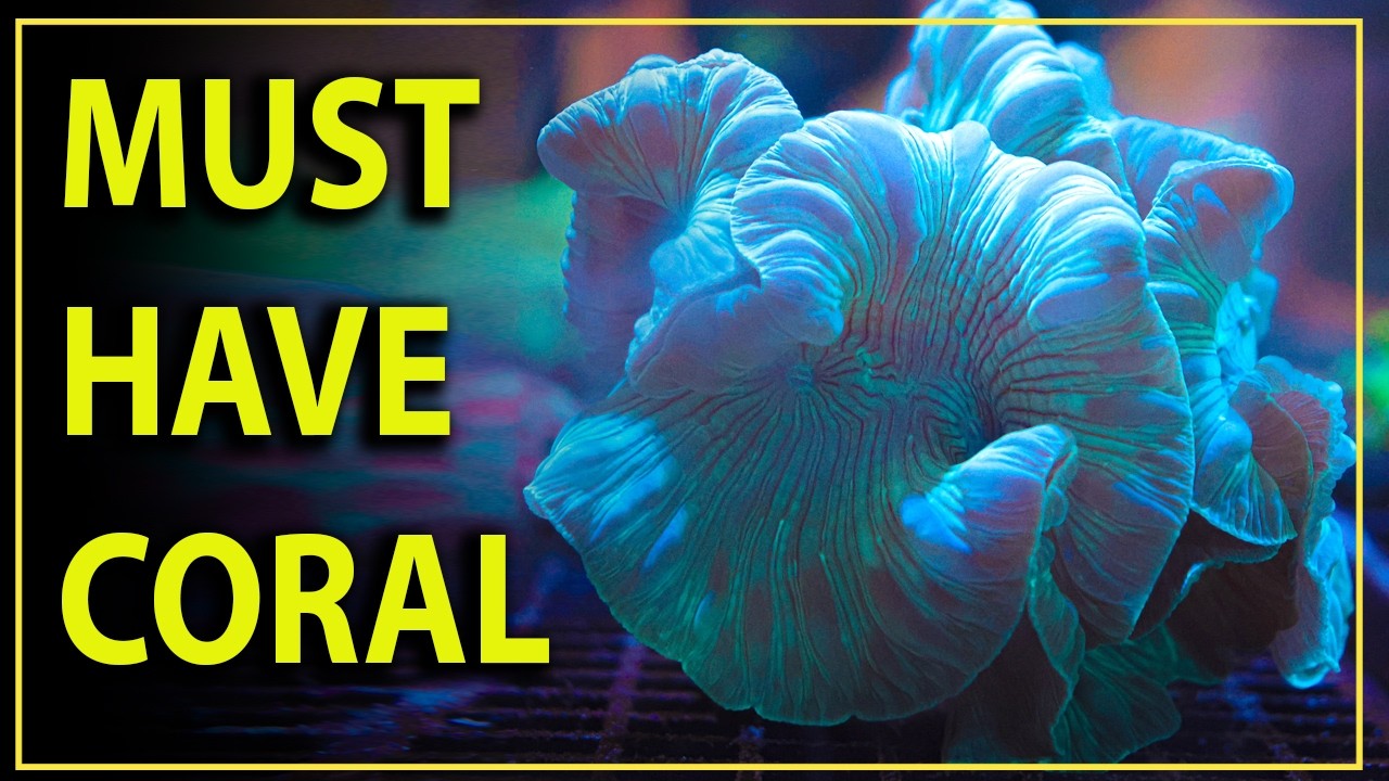 The one coral every LPS collector must have in their tank