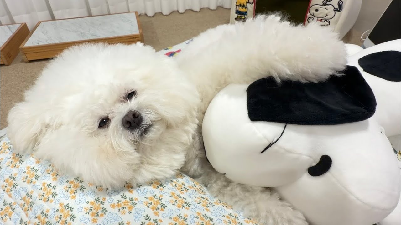 치석제거 무섭대서 인형 줬더니…
