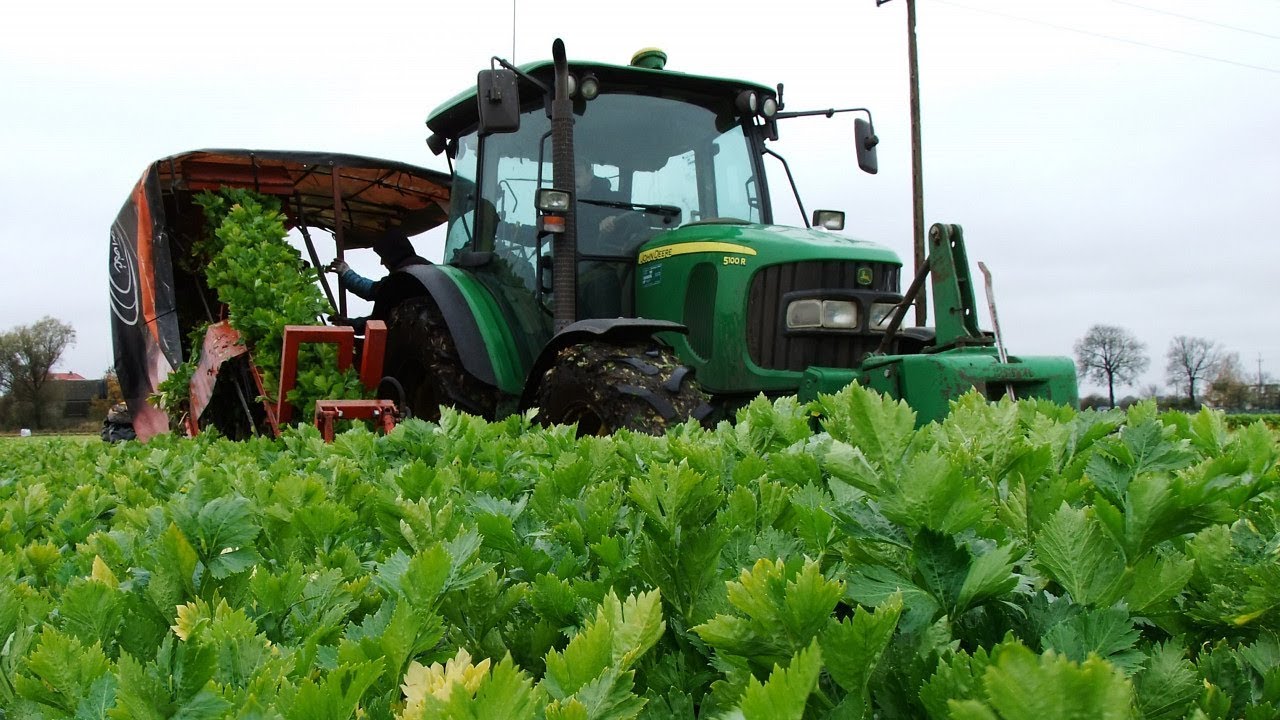 Unikat! Zbiór selera naciowego, w polu John Deere 5100R, 6930, JCB