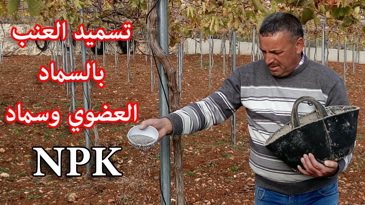تسميد شجرة العنب.  ||  Organic Fertilizer and NPK what it is and how to use it.