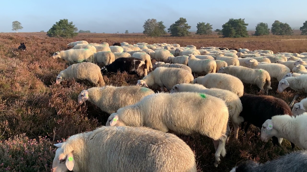 Schaapskudde Elspeet in de vroege ochtend