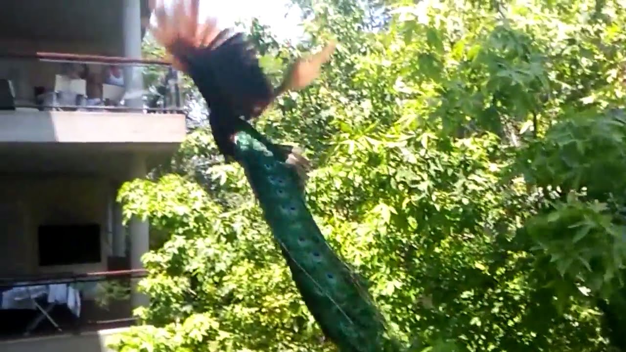 Pavo real VOLANDO en CÁMARA LENTA hacia arriba - ¡HERMOSO! 😮