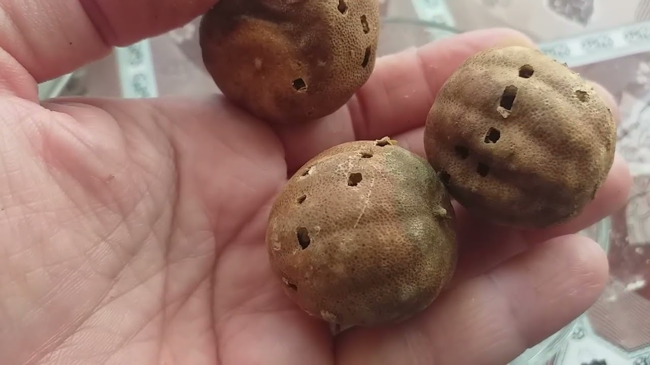 خورشت قیمه باطعم بی نظیر
