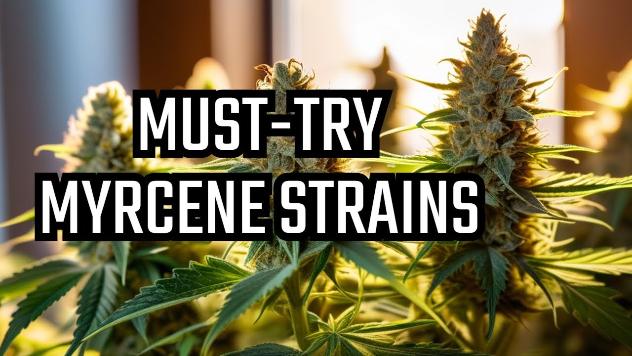 Myrcene-Rich Strains Every Cannabis Lover Must Try