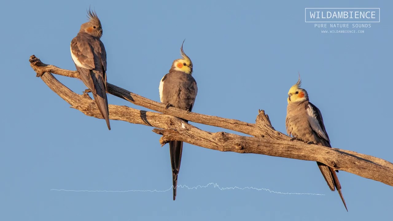 Cockatiel Calls - The sounds of Cockatiels in the Australian bush