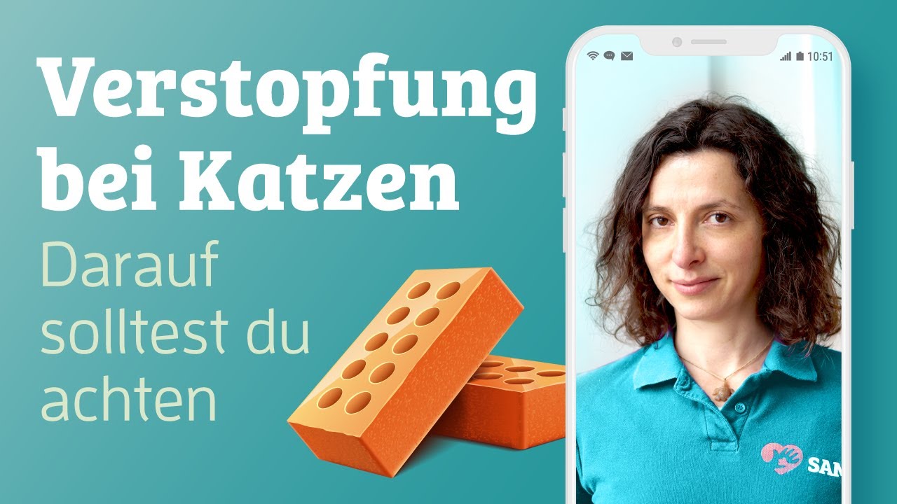 Verstopfung bei Katzen 🐱 (Ursache, Anzeichen & Gegenmittel) | Dr. SAM - dein Online-Tierarzt