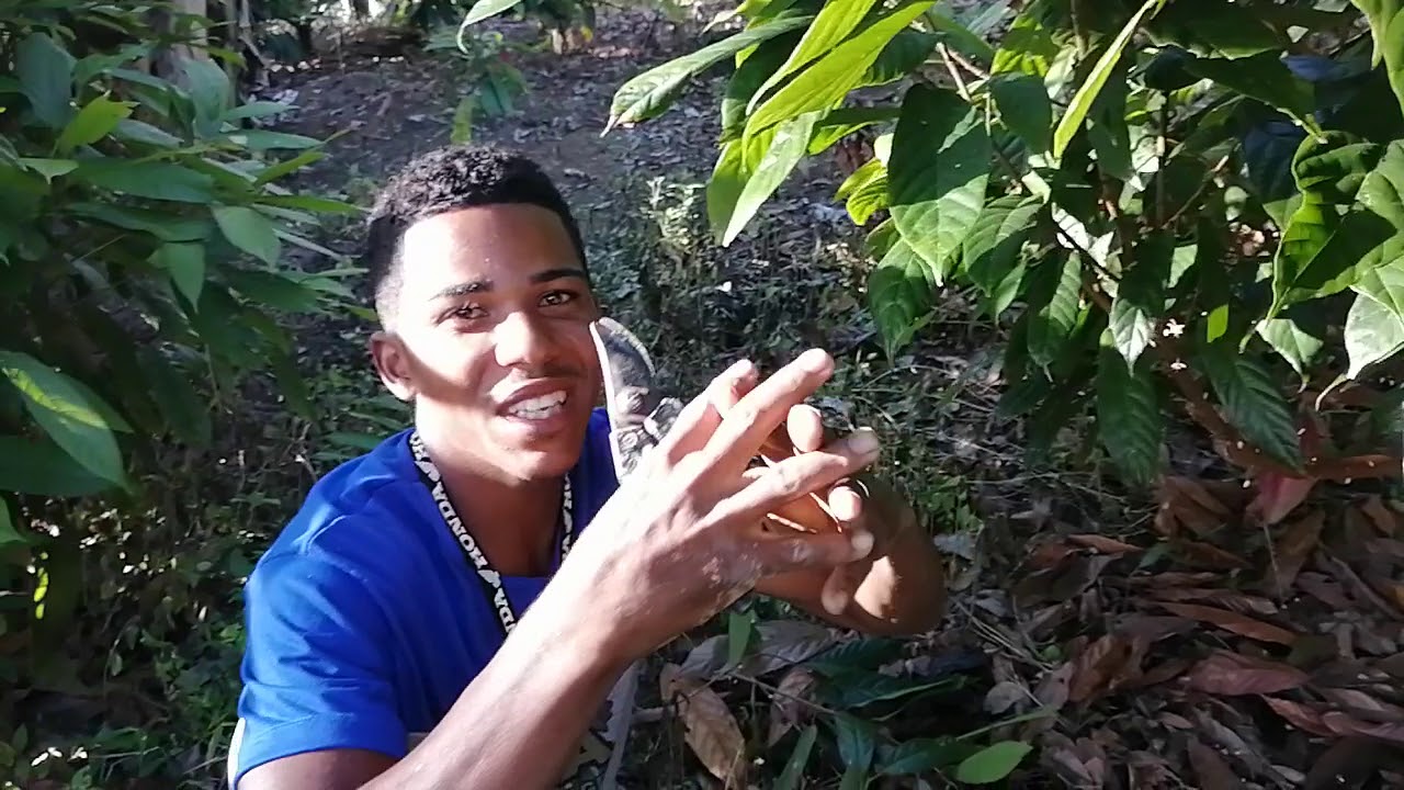 Como podar um pé de cacau clonado!