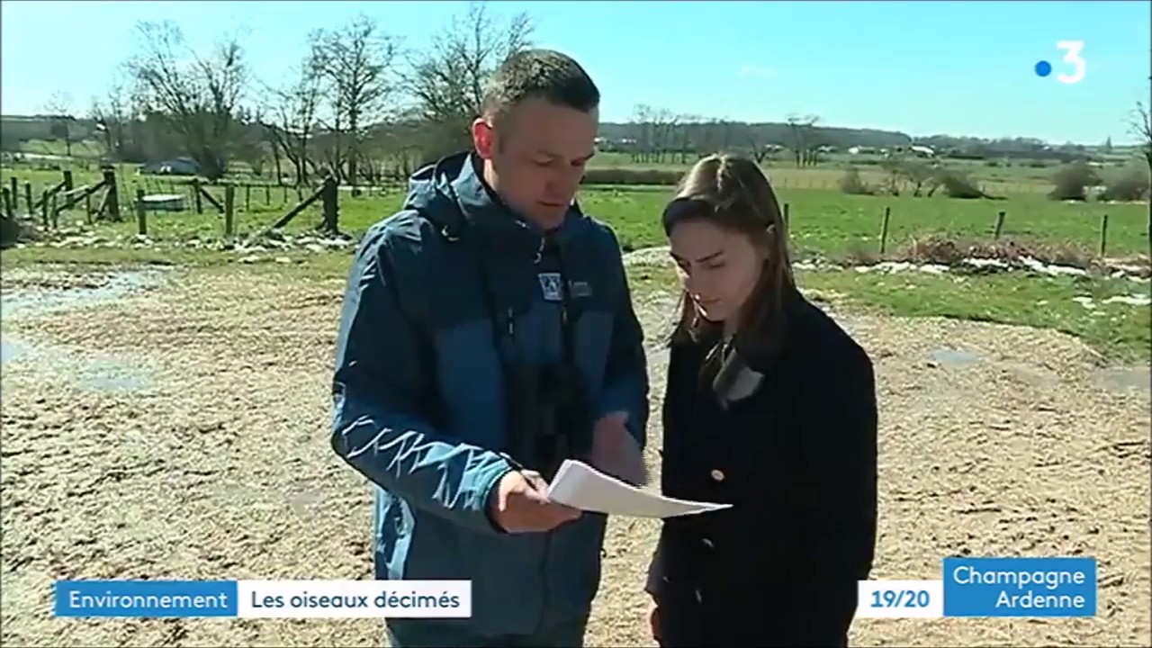 Disparition des oiseaux