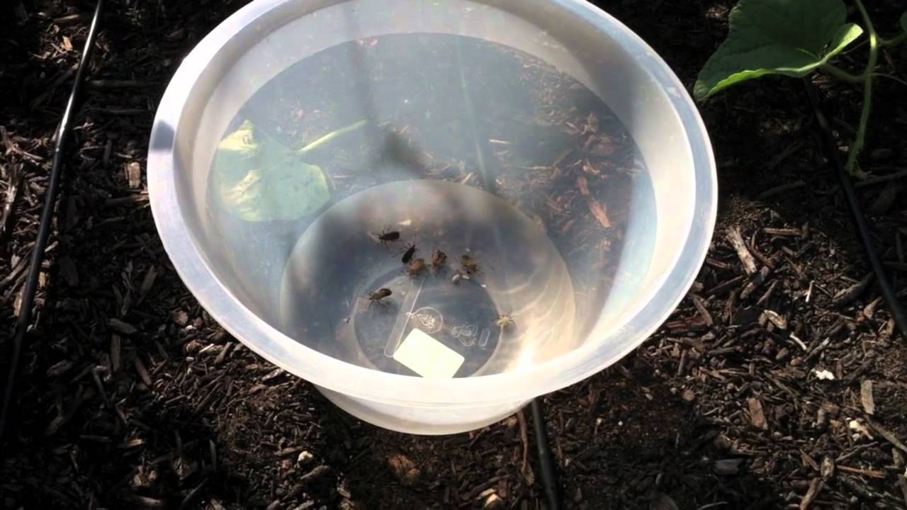 Squash Bug Control