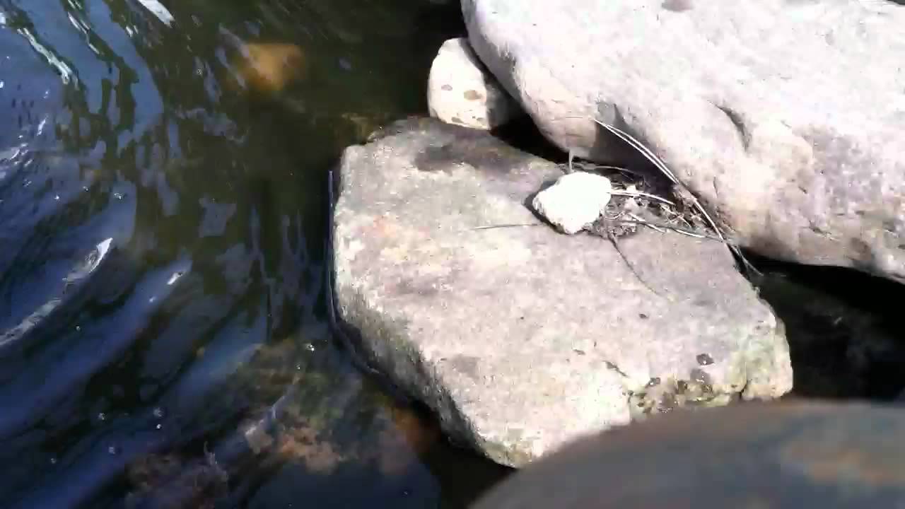Toad Pond!