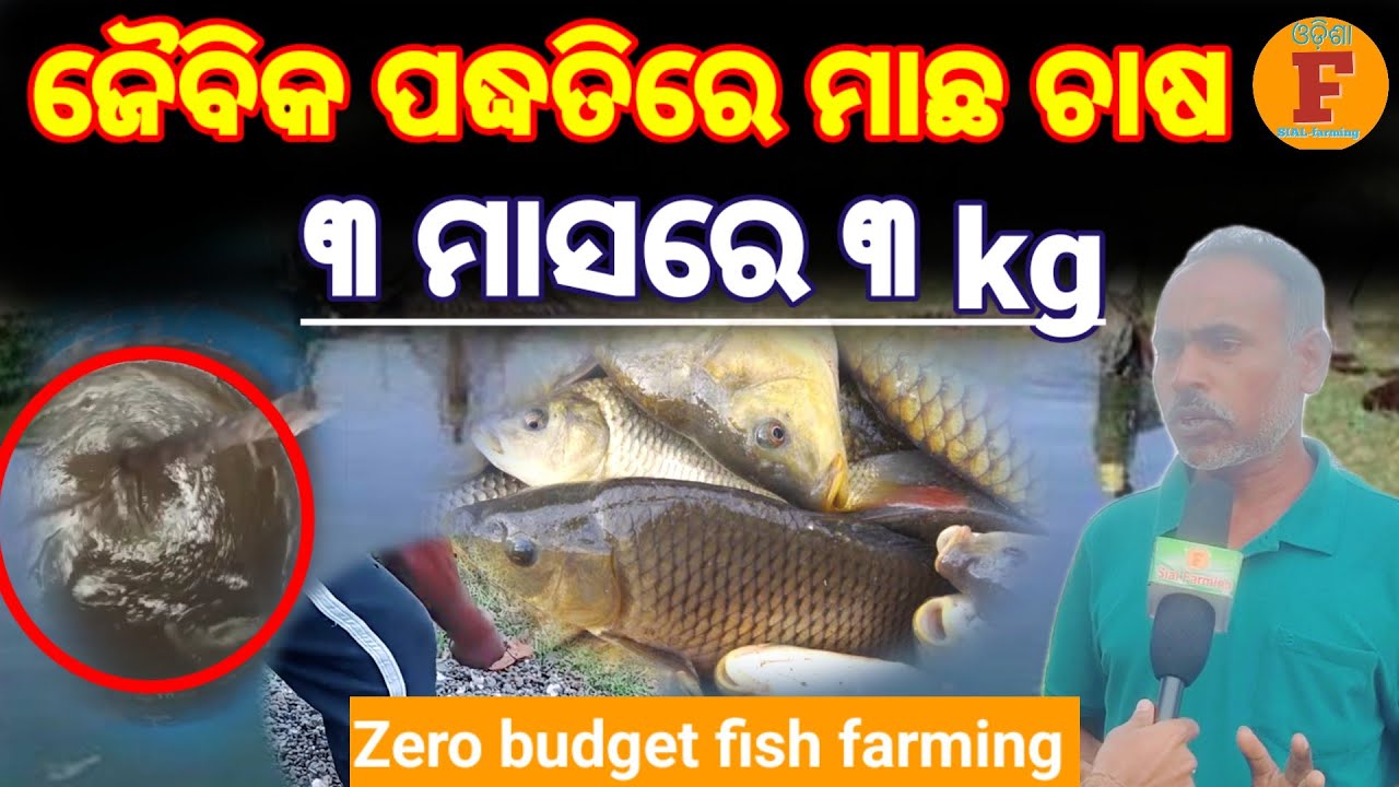 ଜୈବିକ ପଦ୍ଧତିରେ ମାଛ ଚାଷ ୩ ମାସରେ ୩kg//Zero budget fish farming #fishfarming#organicfish farming