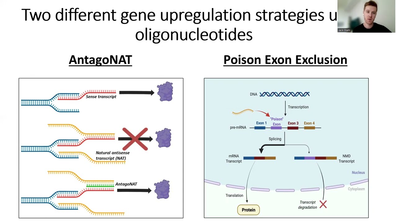 Synergistic gene upregulation by RNA-targeting oligonucleotides with different mechanisms of action