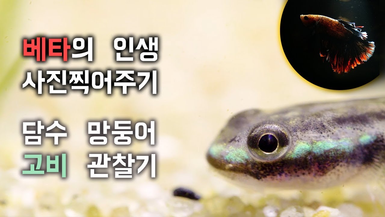 이런 귀여운 열대어 보셨습니까? / 민물 망둥어 블루 네온 고비 / 베타 예쁜 사진 찍기