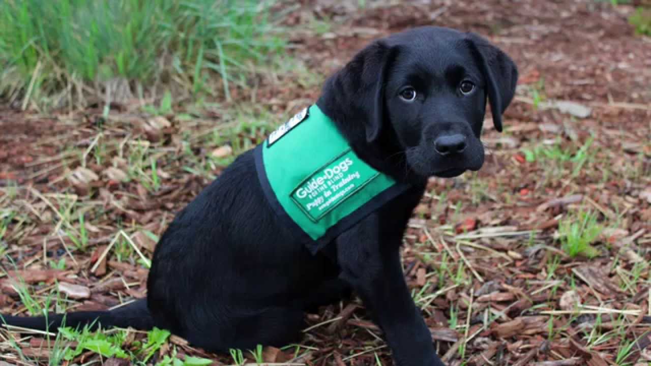 Dan: Guide Dog Puppy in Training