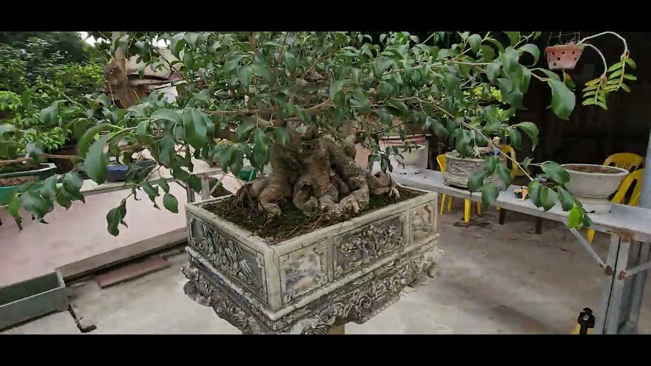Cây vườn nhà mời anh em ngắm vui tí nhé 