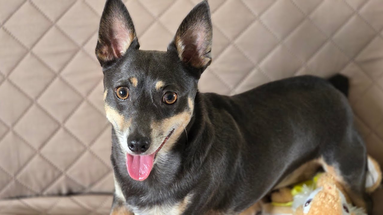 Hogar Limpio, Perro Feliz!  está en vivo