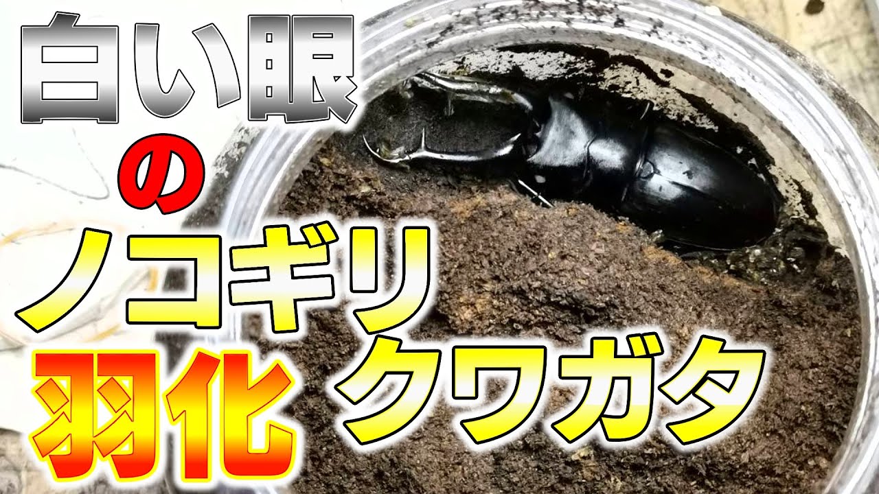 ギラファノコギリクワガタ（ケイスケ）羽化