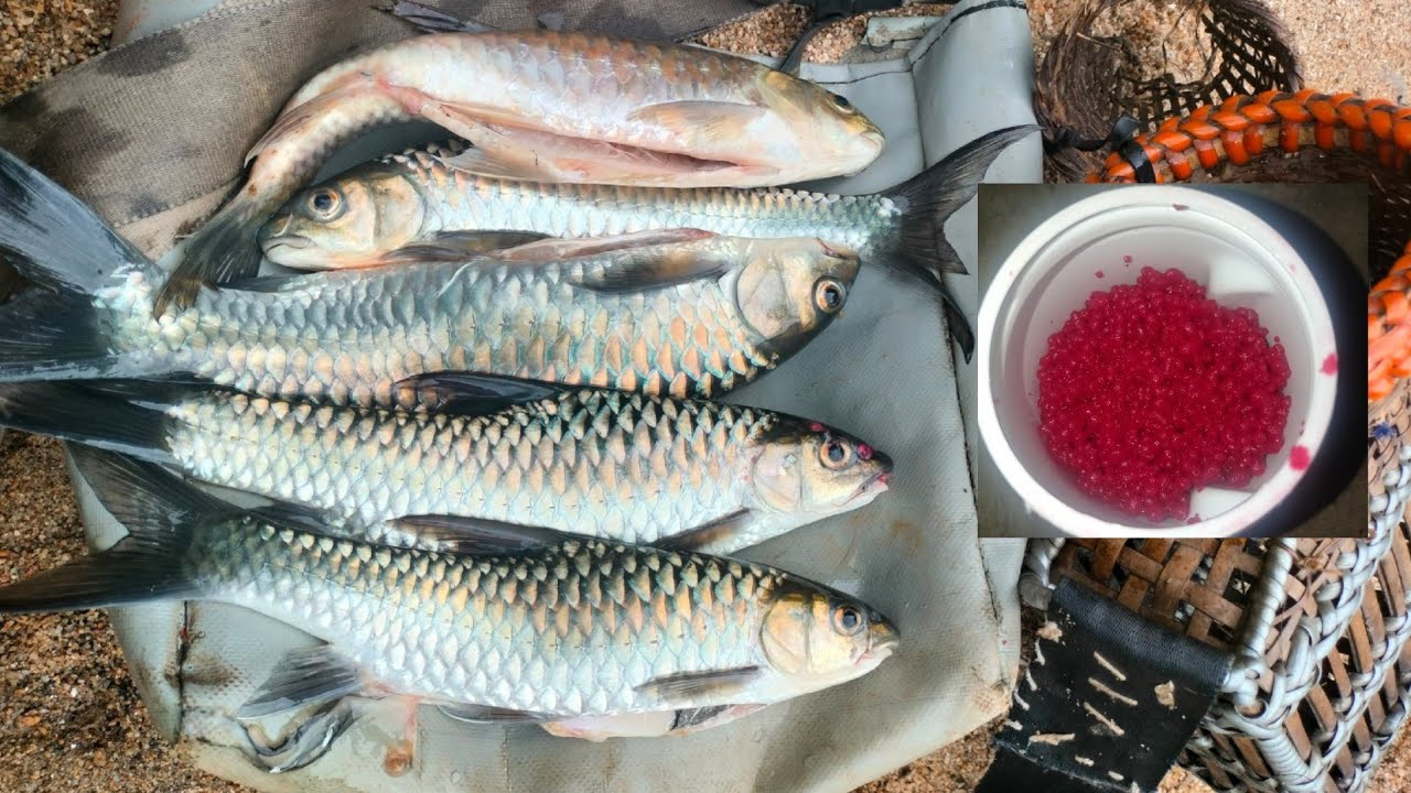 Khwai Dohkha da u Bindhia 🔴 | Masheer Fishing