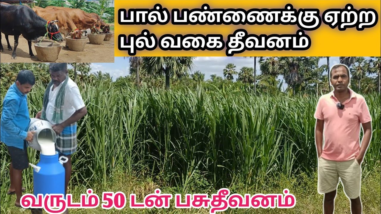 Best Grass For Cattle In India | High Yield Green Fodder For Cattle Farm | Super Napier | dairy farm