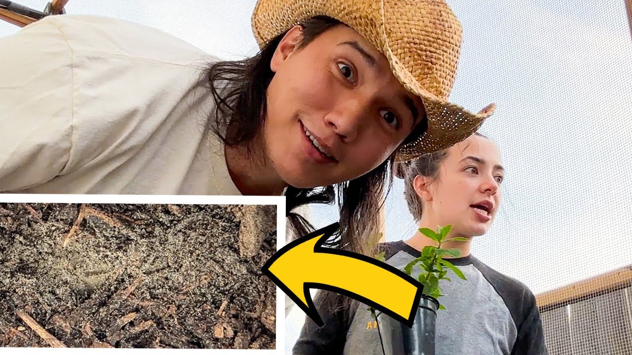 We Have A Bug Infestation!