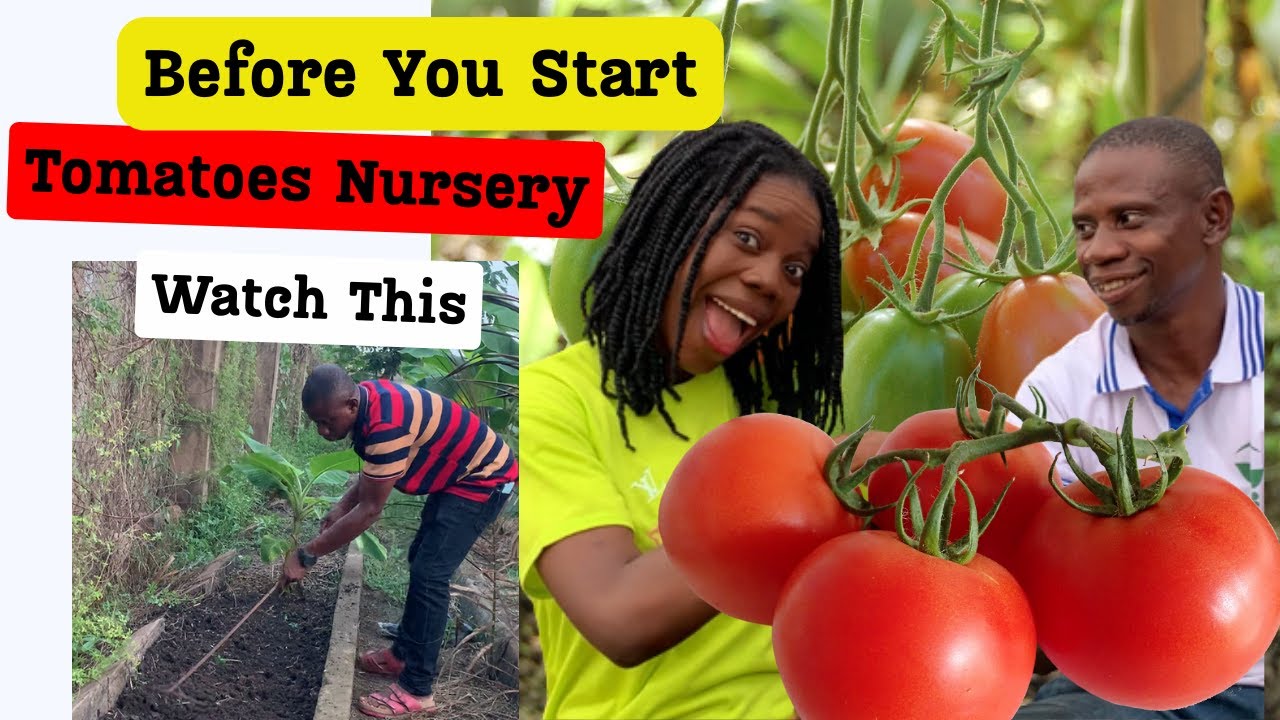 how to start tomato farming with a good nursery| how to make a perfect tomato nursery