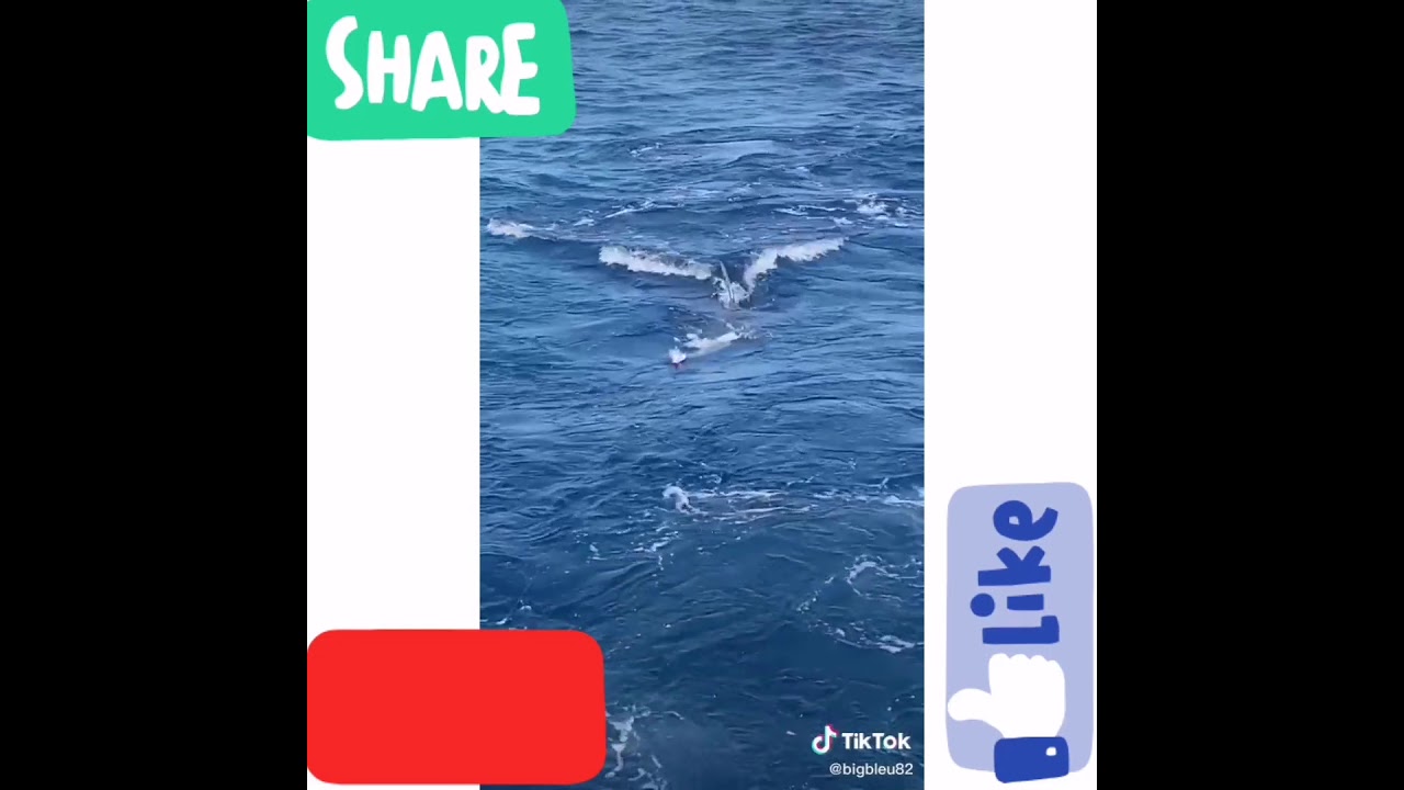 Catching sharks from the beach and how it started.