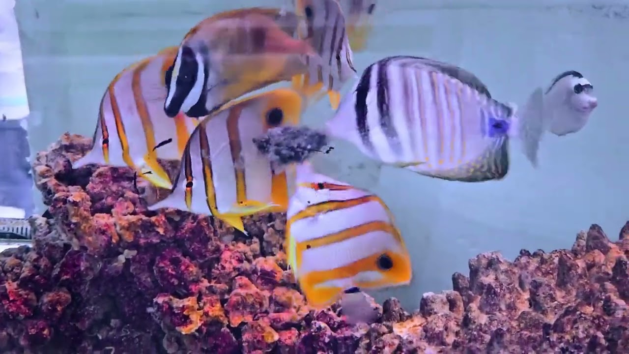 Copperbands, Desjardins, Foxface, Melanurus Wrasse, Bellus Angel, Orange Spot Goby, Naso Tang