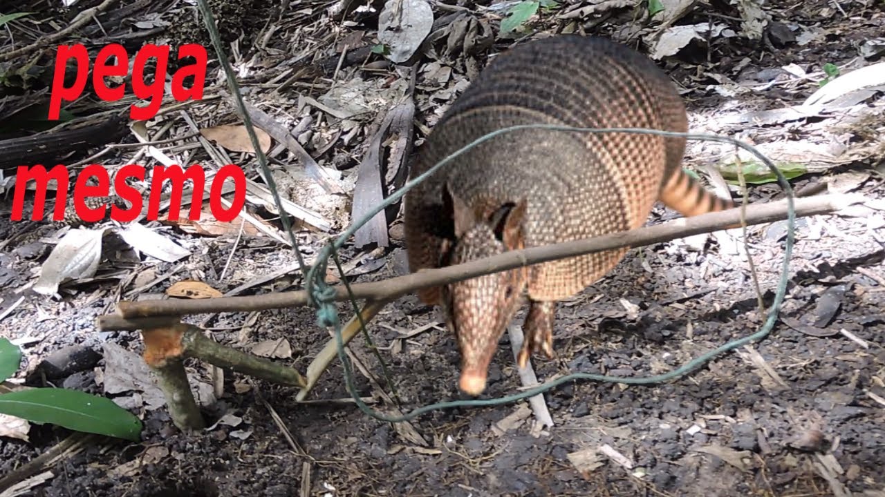 armadilha boa pra tatu, paca, cotia, e animais de porte médio