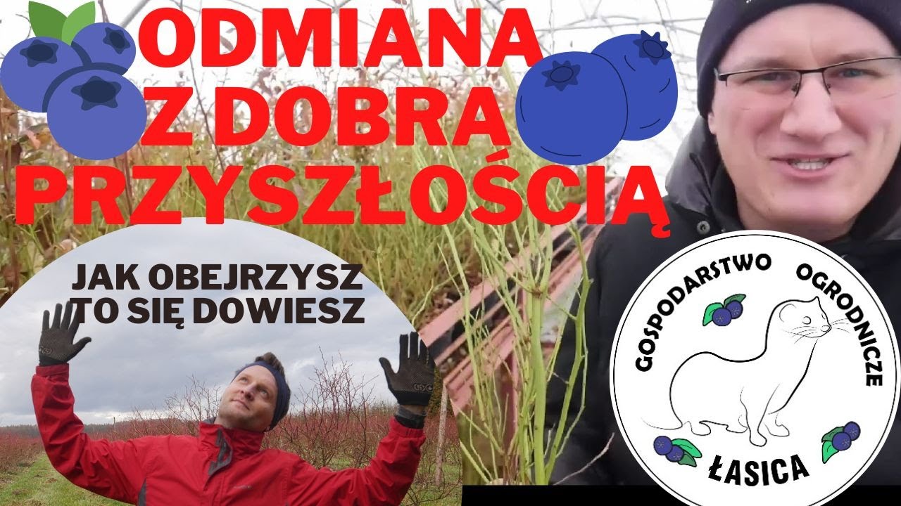 Najlepsza Odmiana Borówki Amerykańskiej Według Specjalisty To ?