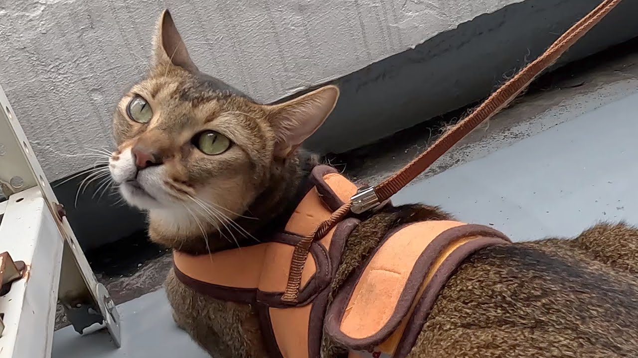 涼しくなり始めたので外に出てみる猫のキビ