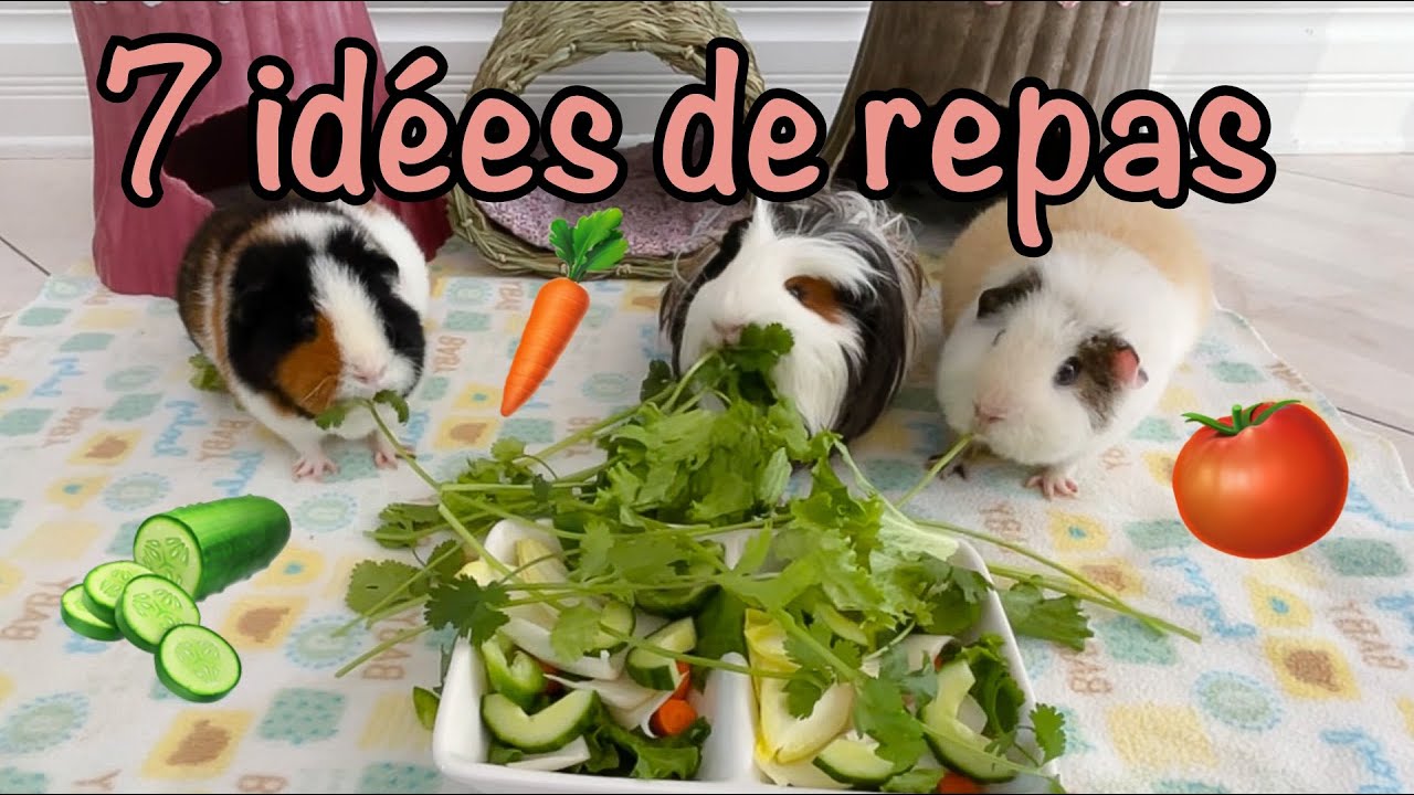 7 Idées de repas de légumes pour les cochons d'inde