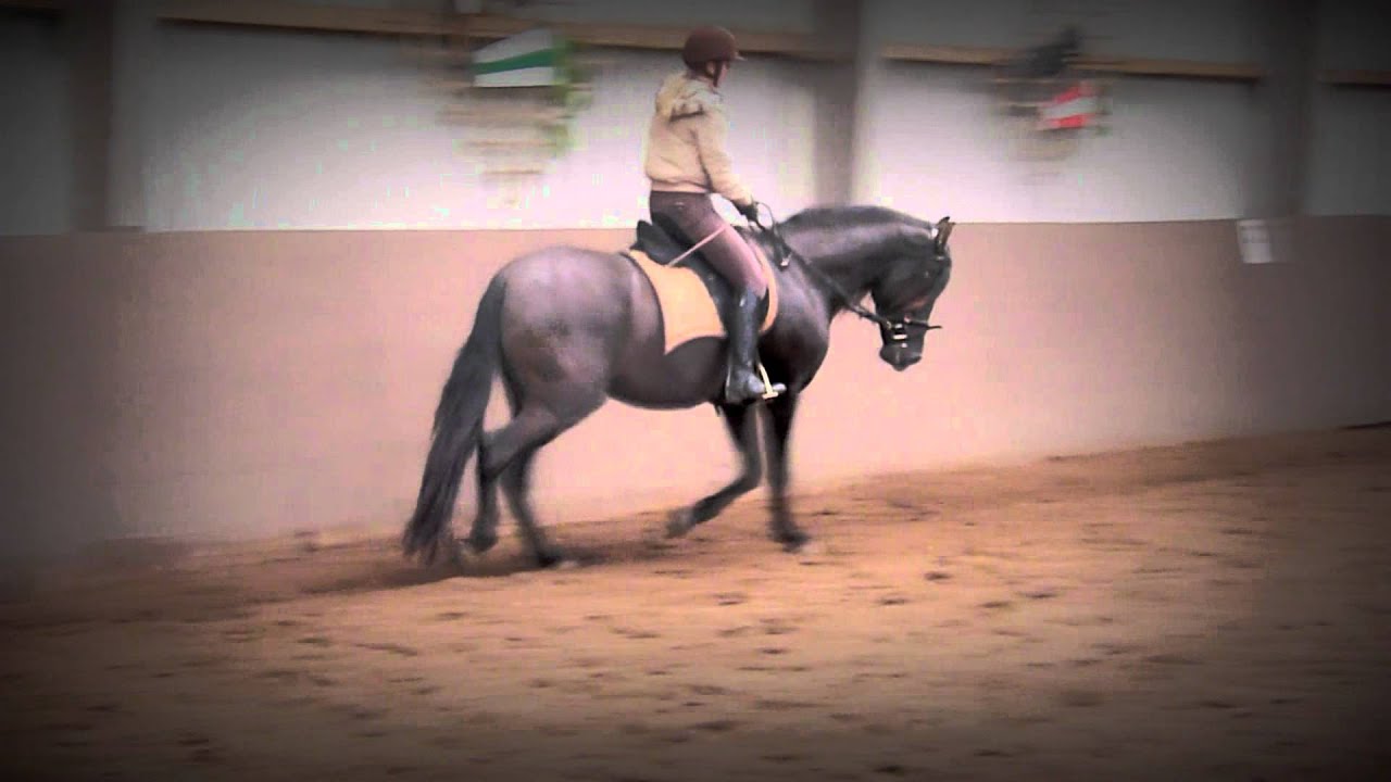 Spanischer PRE Hengst 